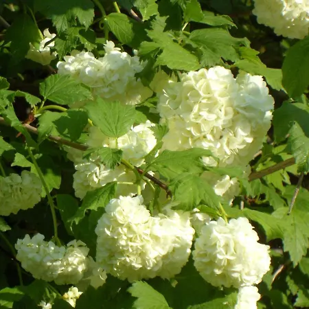 U Campana Bed & Breakfast