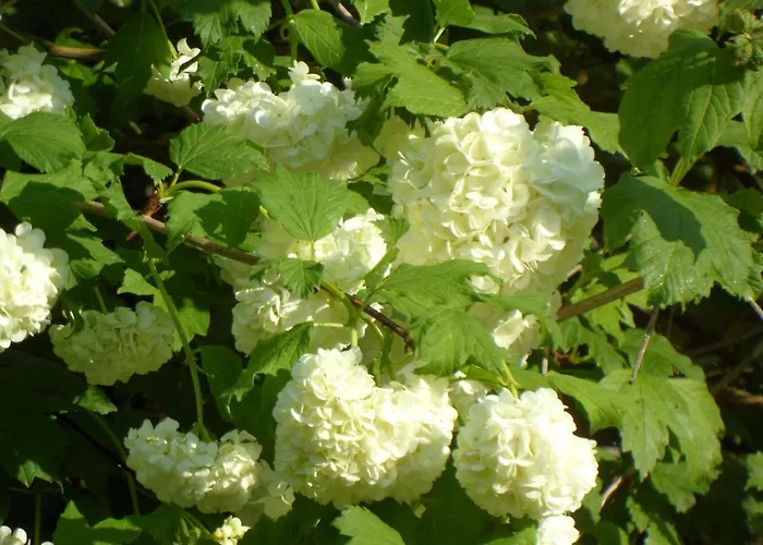 U Campana Bed & Breakfast